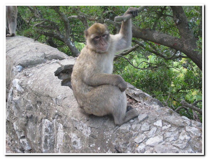 Gibraltar - 