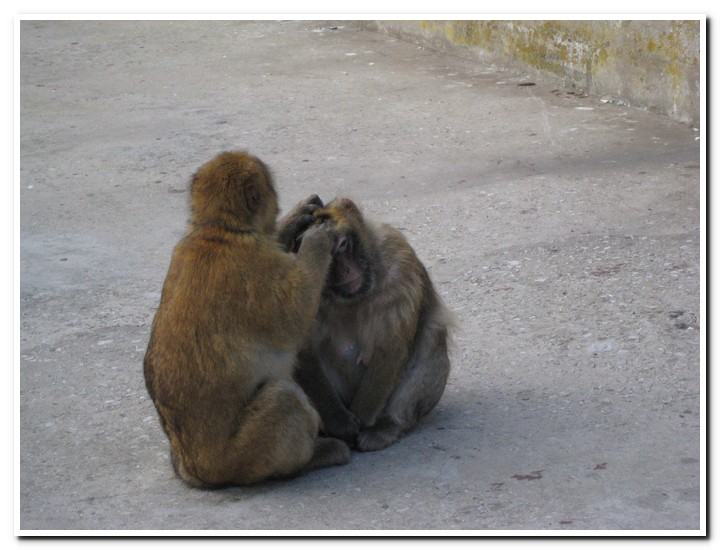 Gibraltar - 