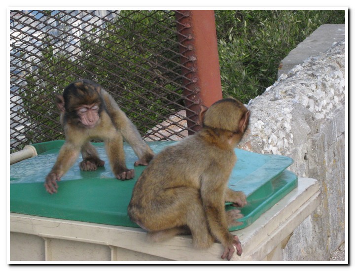 Gibraltar - 