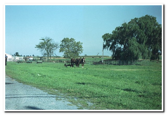 
Amish County