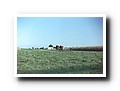 
Amish County