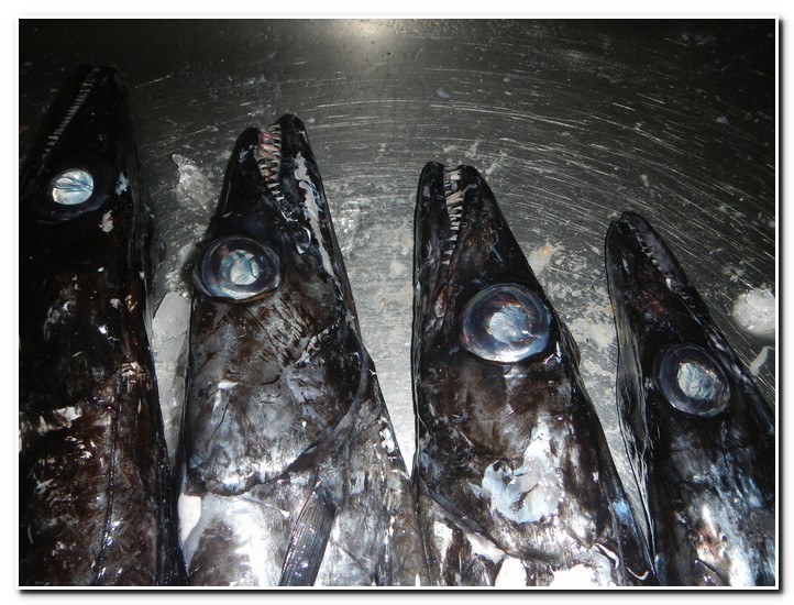 Funchal
Markt, Degenfisch