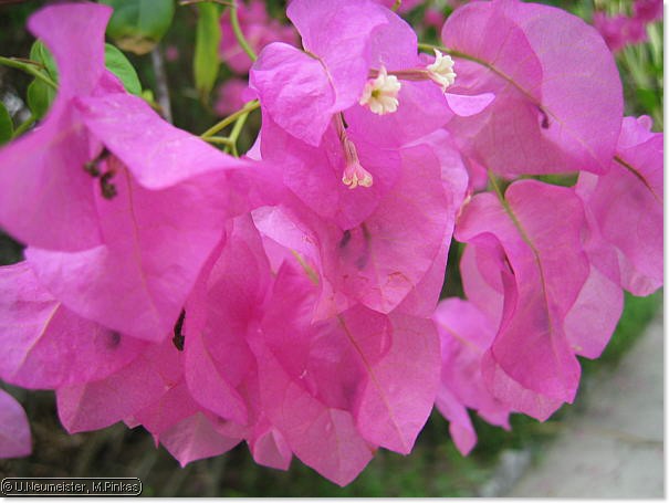 pinkas_028.jpg