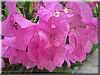 pinkas_028.jpg