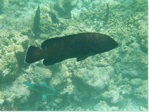 fische_242.jpg