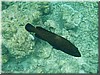 fische_156.jpg
