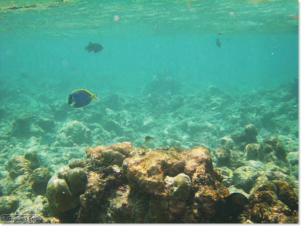 fische_025.jpg