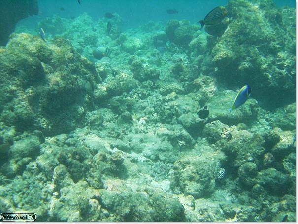 fische_031.jpg