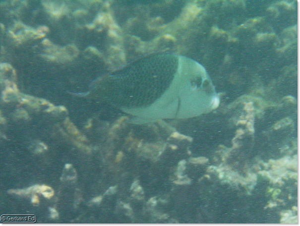 fische_061.jpg