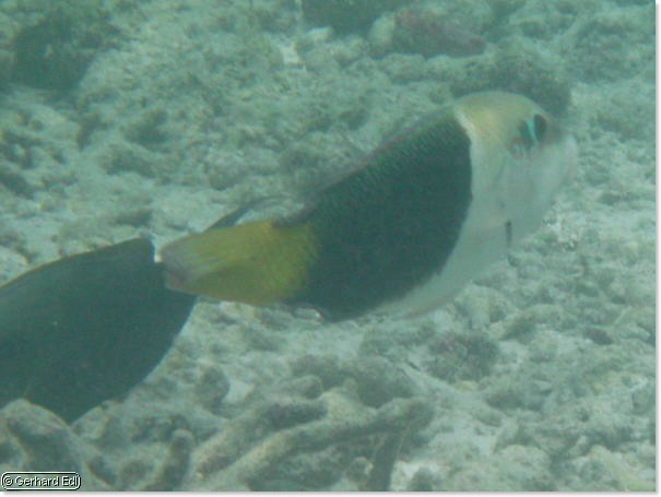 fische_085.jpg