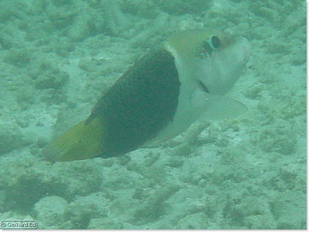 fische_089.jpg