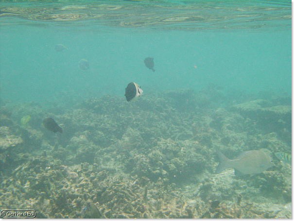 fische_107.jpg