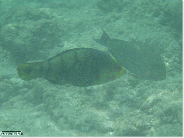 fische_114.jpg