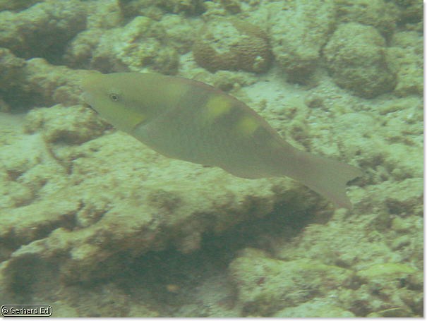 fische_124.jpg