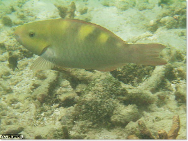 fische_125.jpg