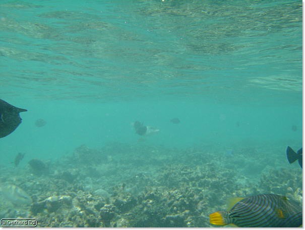 fische_135.jpg