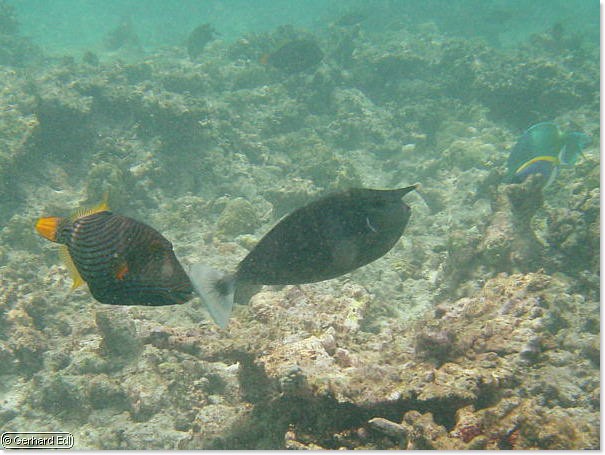 fische_136.jpg