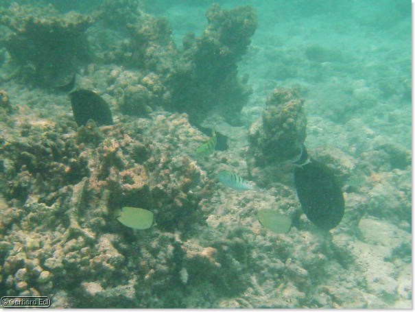 fische_137.jpg
