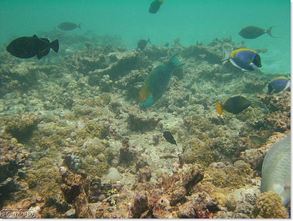fische_138.jpg