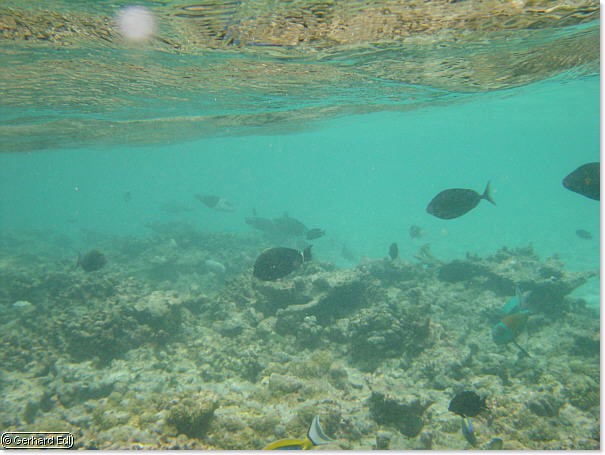 fische_139.jpg