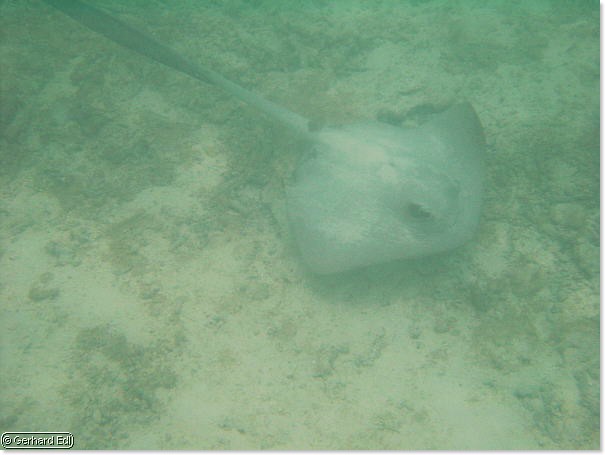 fische_140.jpg