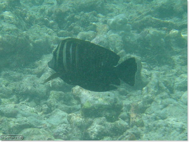 fische_143.jpg