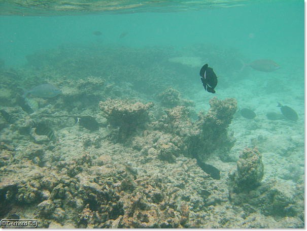 fische_144.jpg