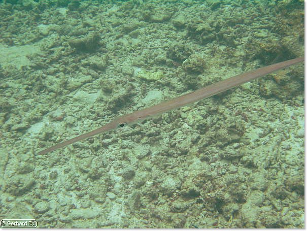 fische_145.jpg