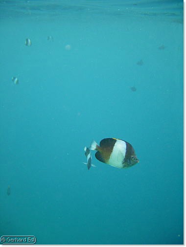 fische_153.jpg