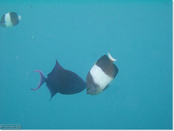 fische_154.jpg