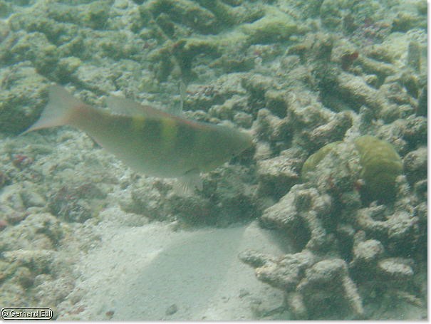 fische_171.jpg