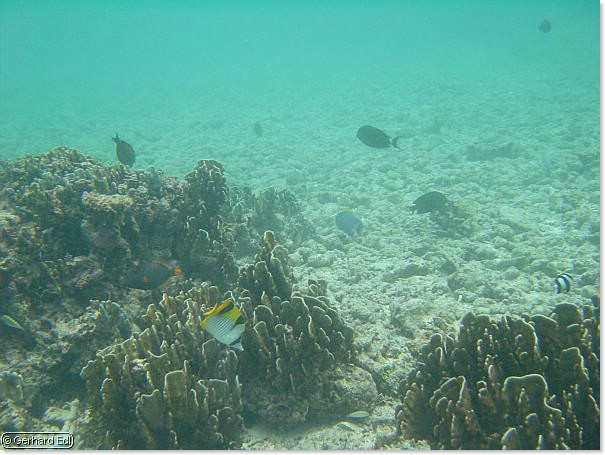 fische_172.jpg