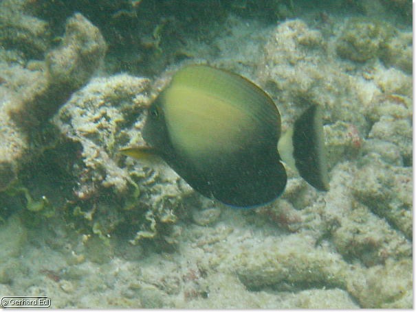 fische_174.jpg