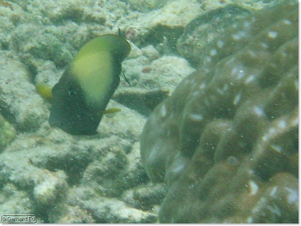 fische_175.jpg