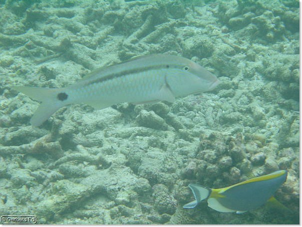 fische_177.jpg