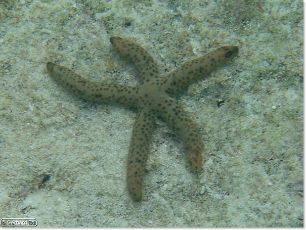 fische_179.jpg