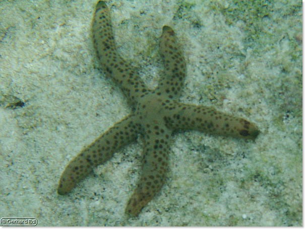 fische_180.jpg