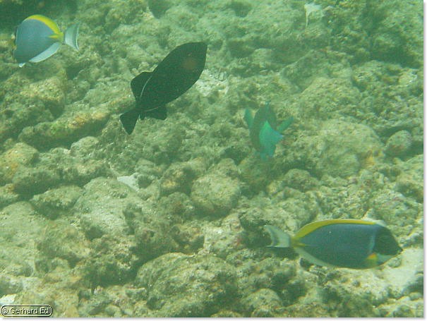 fische_185.jpg