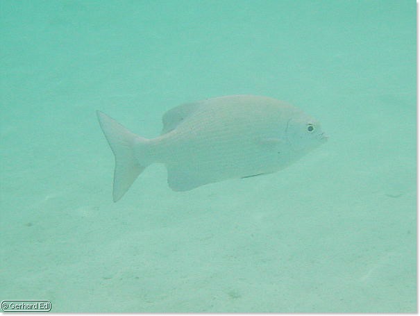 fische_186.jpg