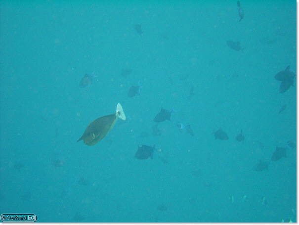 fische_189.jpg
