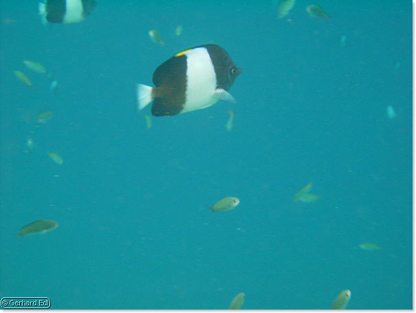 fische_190.jpg