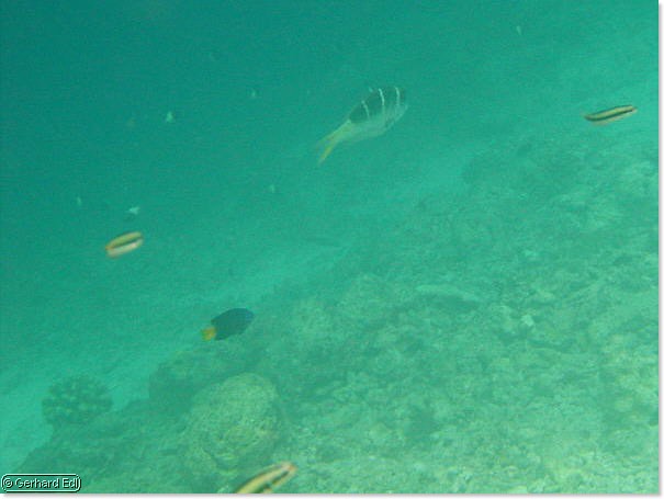fische_191.jpg