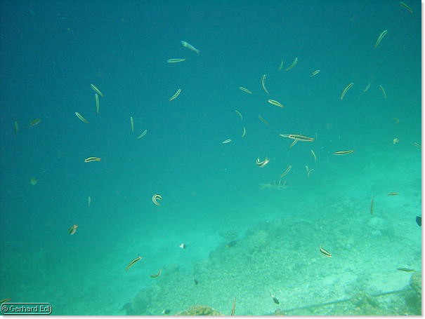 fische_192.jpg