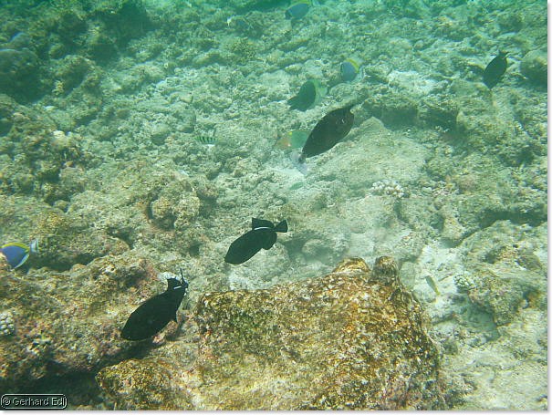 fische_193.jpg