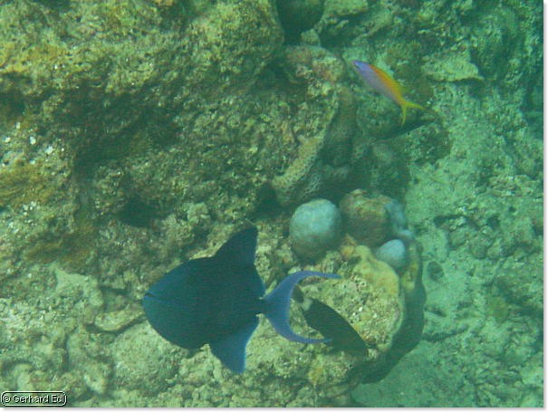 fische_196.jpg