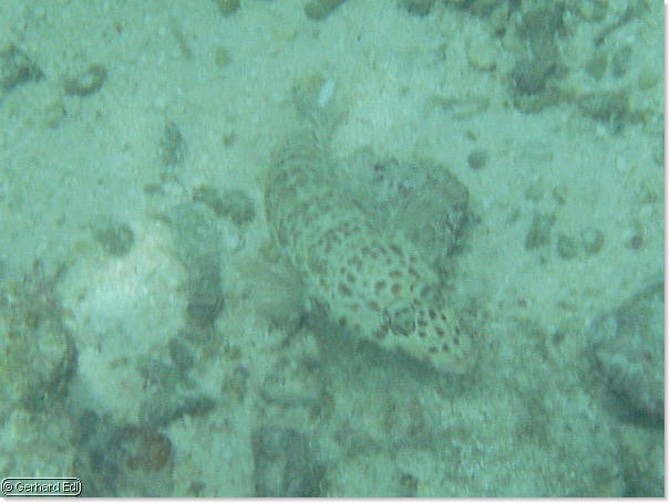 fische_202.jpg