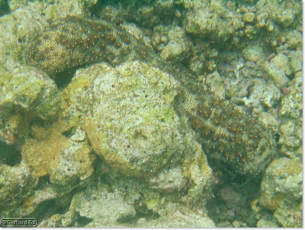 fische_203.jpg
