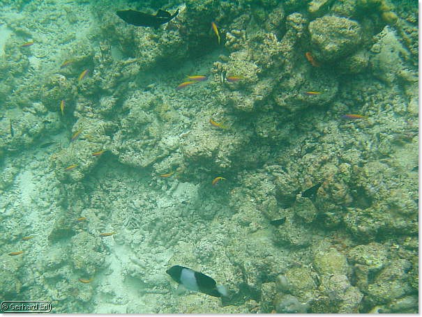 fische_206.jpg