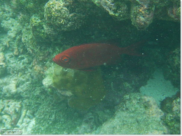 fische_214.jpg