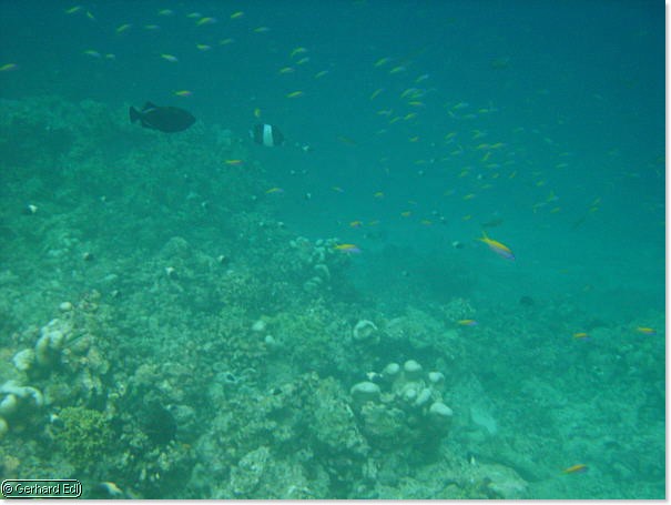 fische_215.jpg